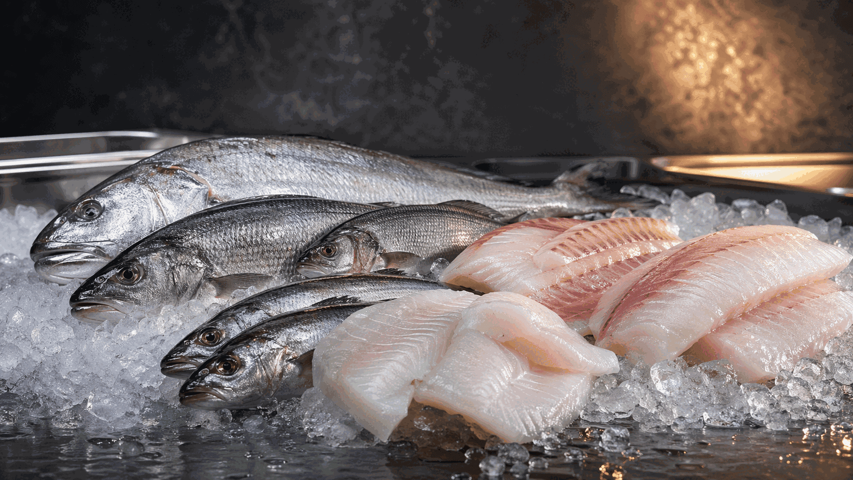 صادرات شیلات